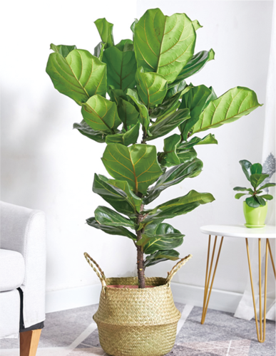 琴叶榕（1.4米40元/月）（1.6米60元/月）