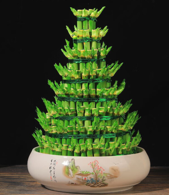 水培富贵竹塔（0.3米20元/月）（0.5米45元/月）