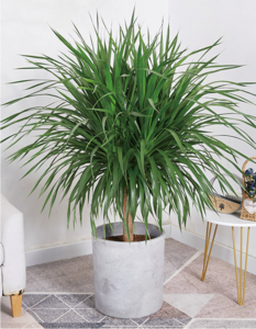 龙血树（1.2米40元月）