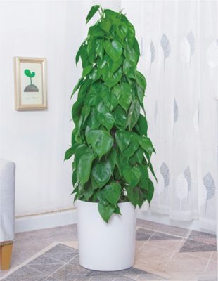 杏叶藤（1.6米40元/月）