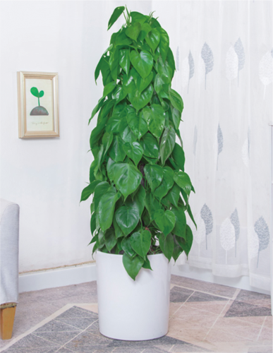 杏叶藤（1.6米40元/月）