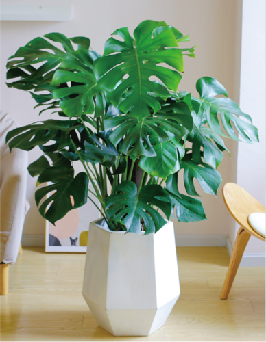 龟背竹（0.6米25/月）（0.8米35/月）