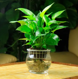 水培绿萝吊兰（0.3米9元/月）