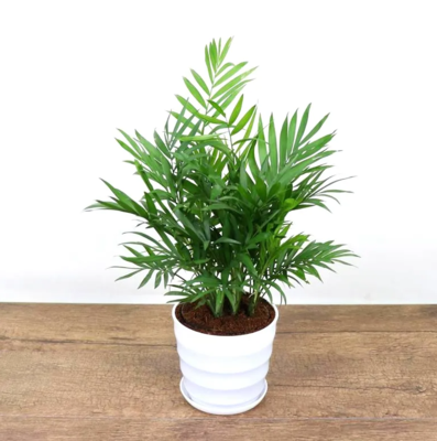 袖珍椰子（0.3米9元/月）