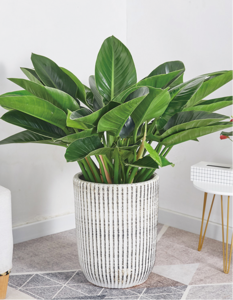 绿钻（0.6米30/月）