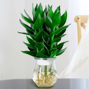 水培富贵竹（0.3米12元/月）